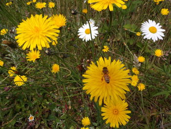 High angle view of yellow flowering plants on field