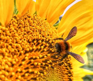 Close-up of bee on sunflower