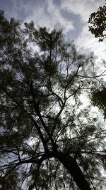 Low angle view of trees against sky