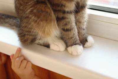 Close up of fluffy cat's paws. child is trying to touch a cat with hand. 