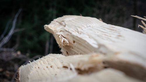 Close-up of shell on wood