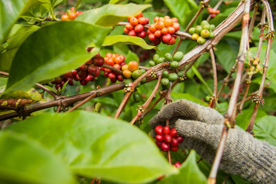 Close-up of berries growing on tree