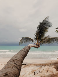 Palm tree by sea against sky