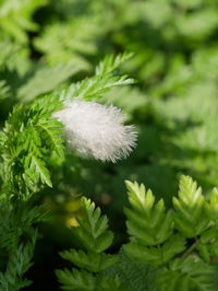 Close-up of white dandelion flower