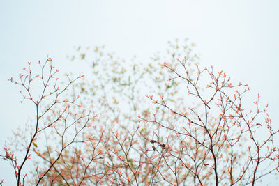 Low angle view of cherry blossoms against sky