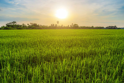 Scenic view of agricultural field against sky during sunset
