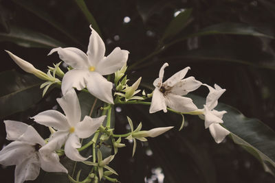 Close-up of white flowering plant