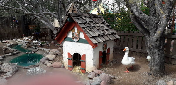 View of birds in water