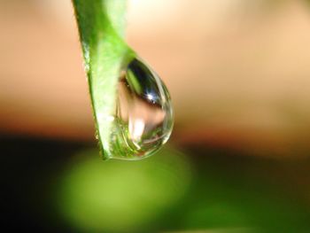 Close-up of water drop on leaf