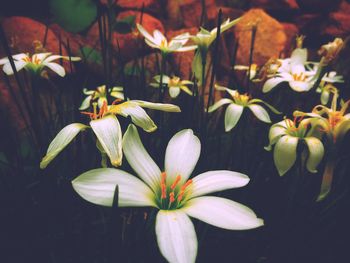 Close-up of white flowering plants