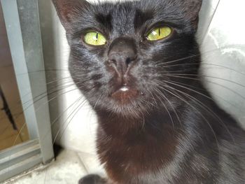 Close-up portrait of cat