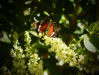 Close-up of butterfly pollinating on flower