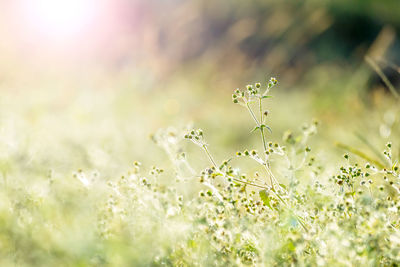 Close-up of flowering plants on field