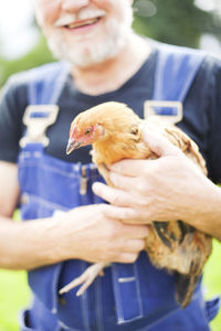 Smiling senior farmer holding chicken