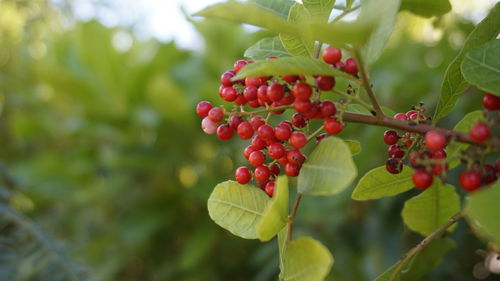 Close-up of red berries growing on tree