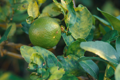 Close-up of fruits growing on tree