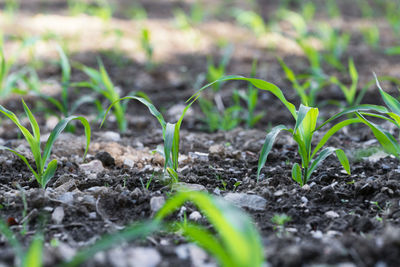 Close-up of small plant growing on field