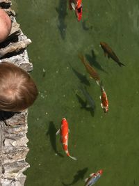 High angle view of koi carps swimming in lake