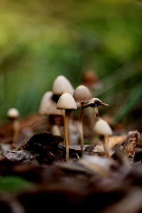 Close-up of mushroom growing on field