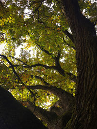 Low angle view of trees in forest against sky