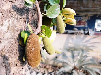 Close-up of fruit growing on tree