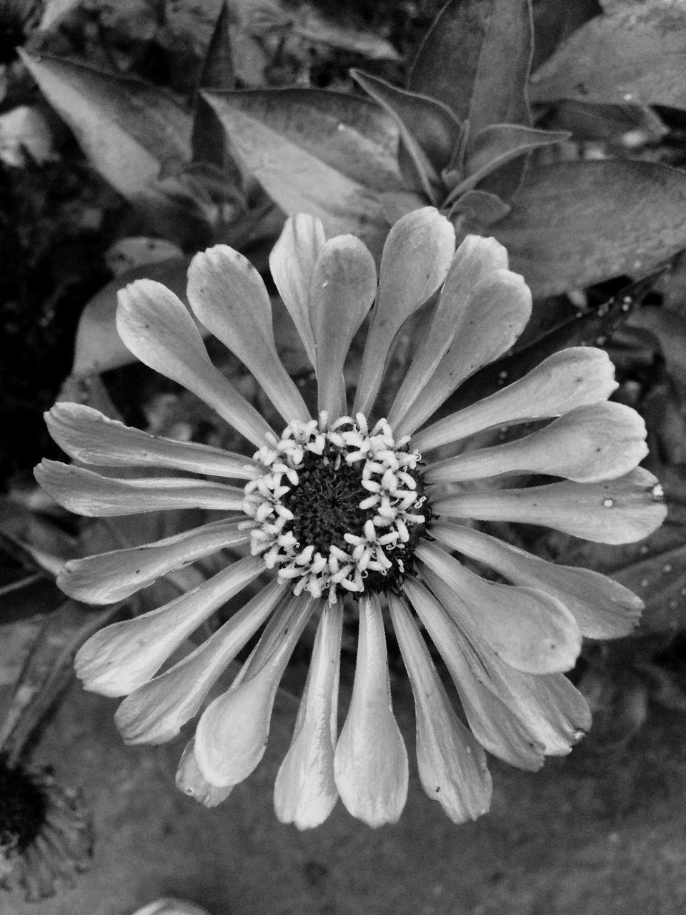 flower, petal, flower head, freshness, fragility, pollen, beauty in nature, close-up, growth, blooming, nature, high angle view, single flower, plant, in bloom, directly above, focus on foreground, no people, white color, day