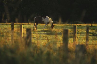 Horse standing in a field