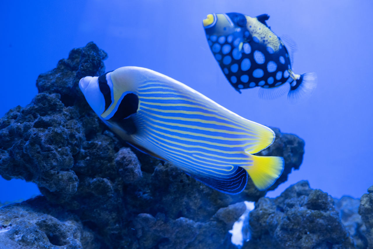 sea, underwater, animal wildlife, animal themes, animal, wildlife, sea life, water, undersea, marine, fish, coral reef fish, reef, swimming, nature, coral, coral reef, pomacanthidae, aquarium, blue, marine biology, group of animals, beauty in nature, no people, tropical fish, pomacentridae, ocean, outdoors, sports