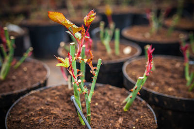 Close-up of potted plant