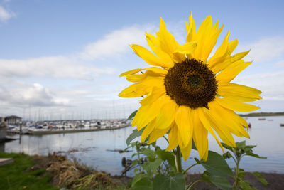 Close-up of yellow sunflower against sky