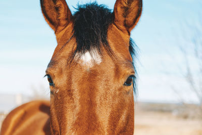 Close-up portrait of a horse