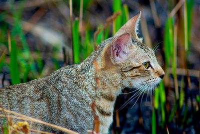 Close-up of a cat looking away