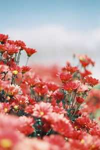 Close-up of red flowering plant against sky