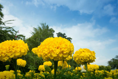 Close-up of yellow flowering plants on field against sky