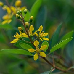 Close-up of yellow flowering plant