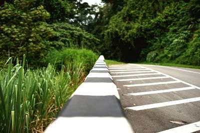 Surface level of road along trees