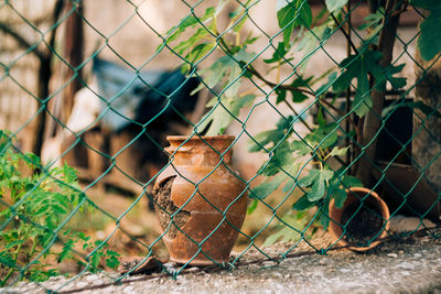 View of a horse on fence