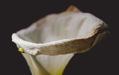 Close-up of flower against black background