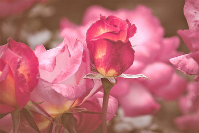 Close-up of pink roses