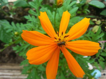 Close-up of yellow flower blooming outdoors