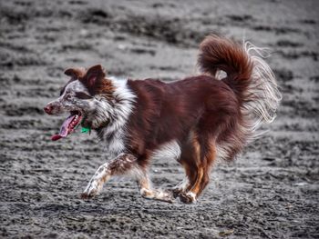 Side view of dog running on beach