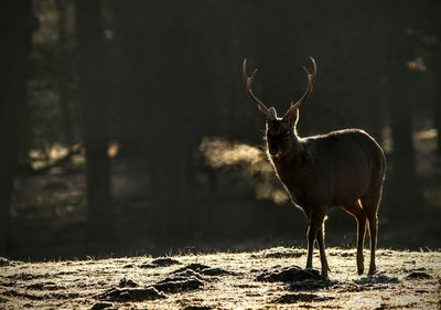 Deer standing on a field