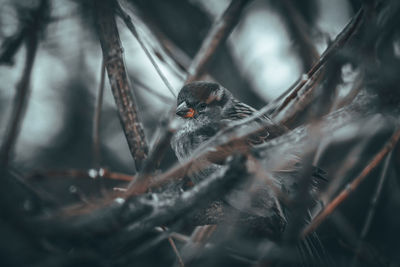 Close-up of a bird on branch