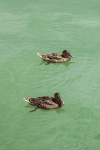 High angle view of mallard duck swimming on lake
