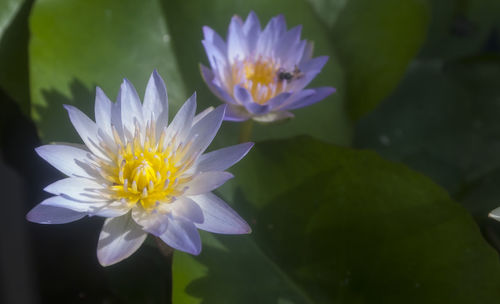 Close-up of lotus water lily in pond