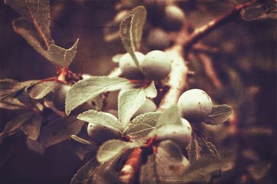 Close-up of flowers