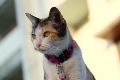 Close-up portrait of cat