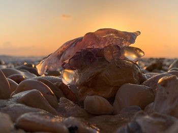Close-up of shell on rock at beach during sunset