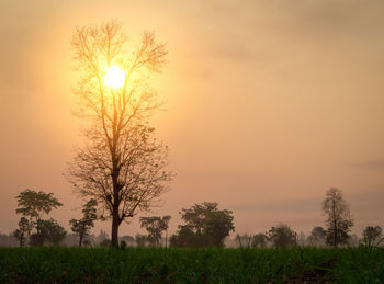 Trees on field against sky during sunset