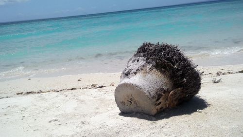 View of crab on beach